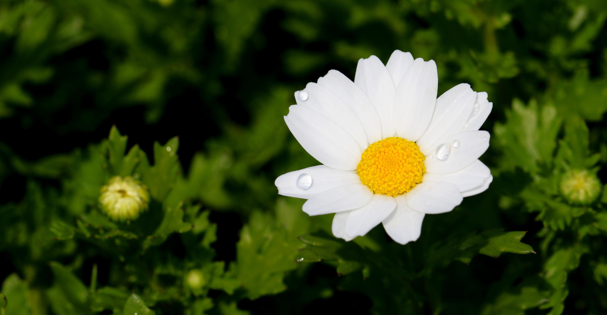 Oxeye Daisy